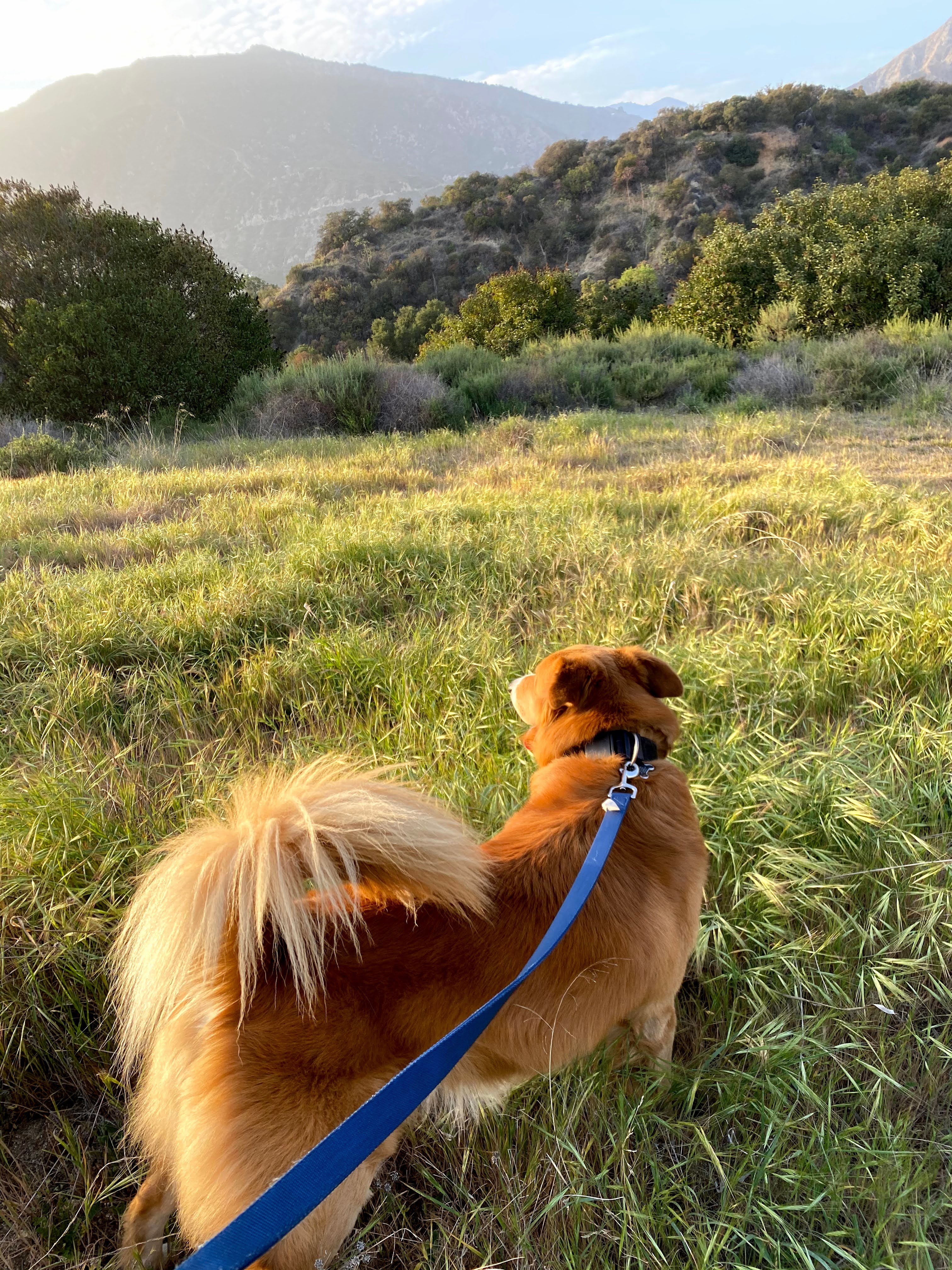 Boba on a hike.