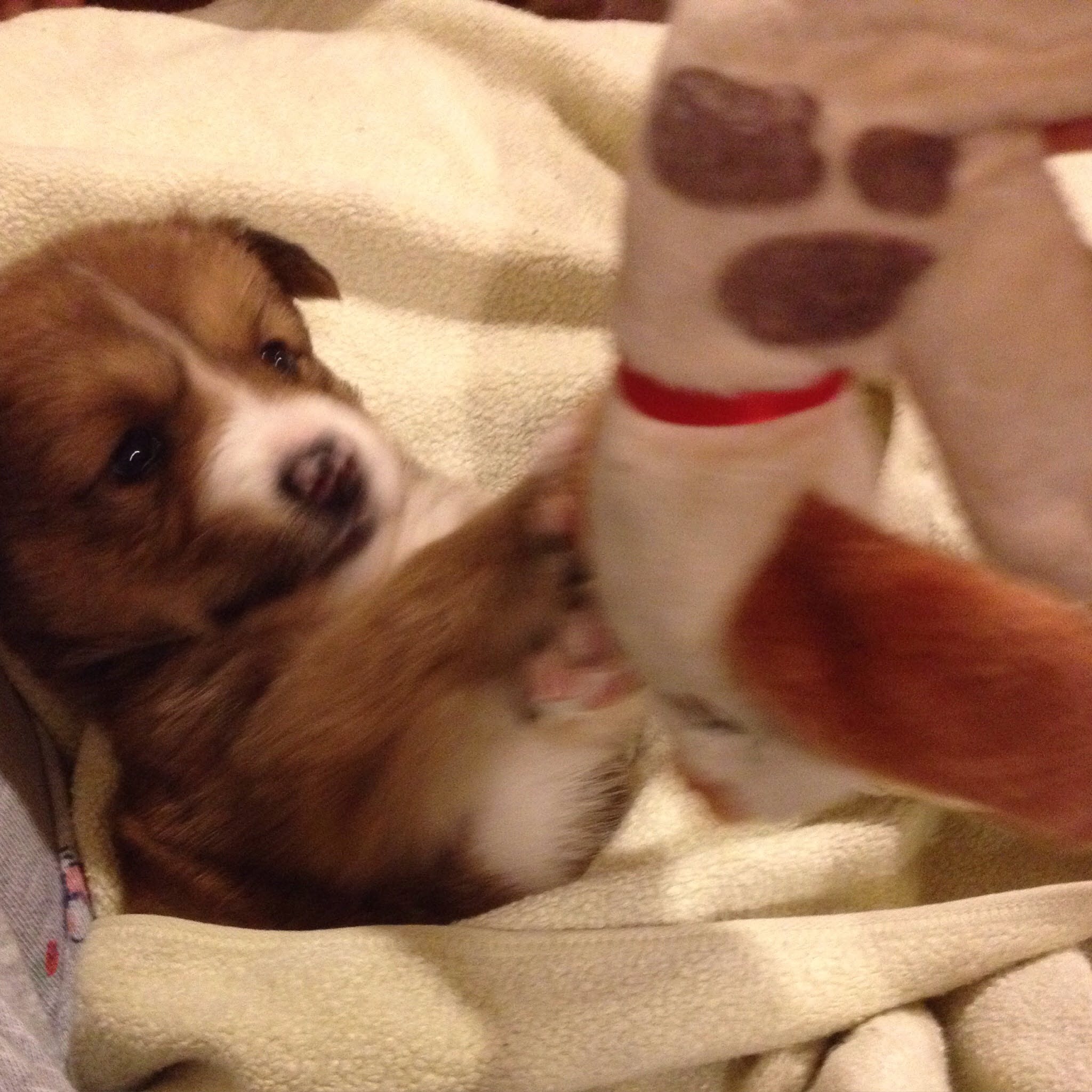 Puppy Boba playing with toy.