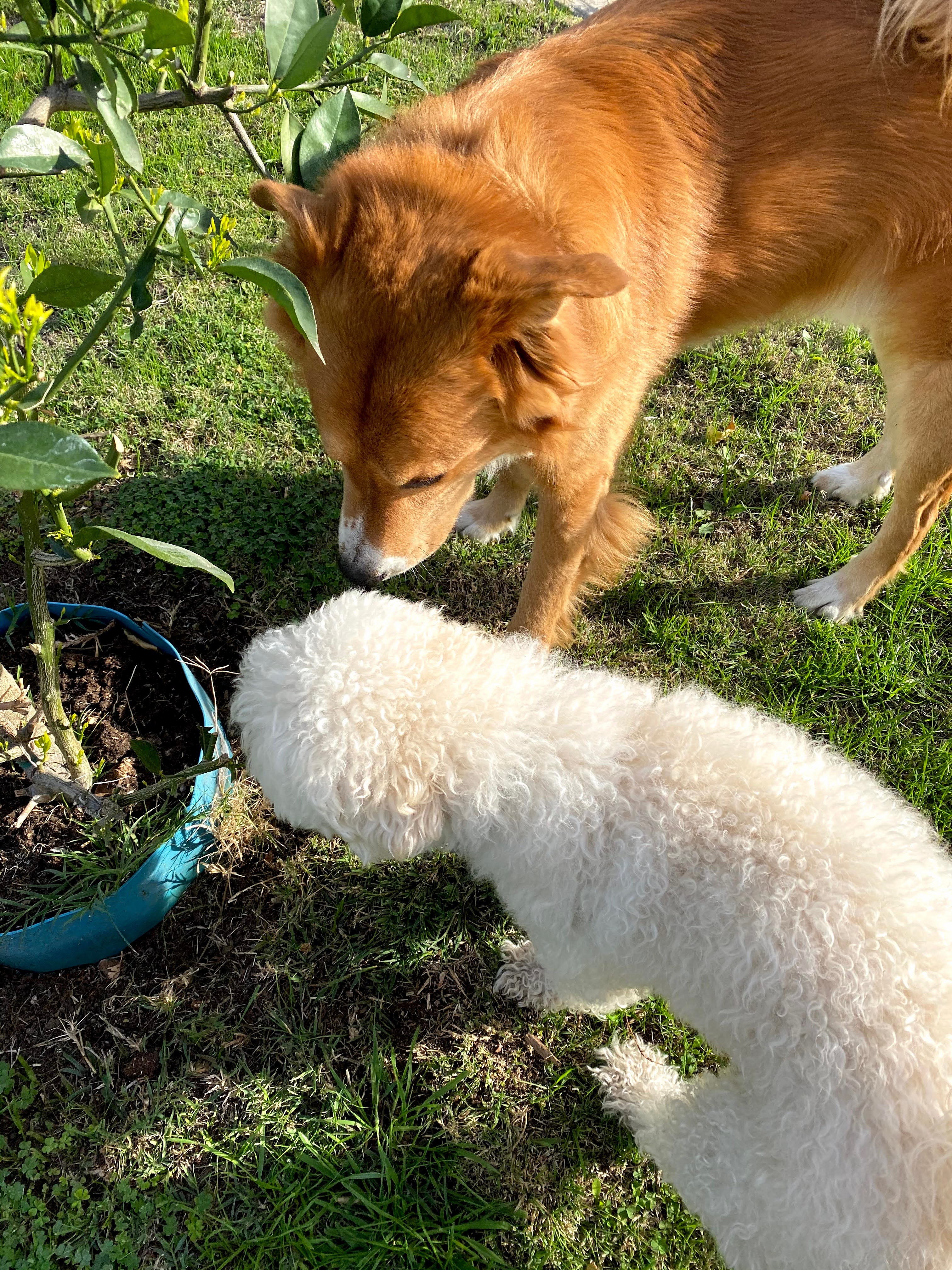 Boba and Frankie smelling something.