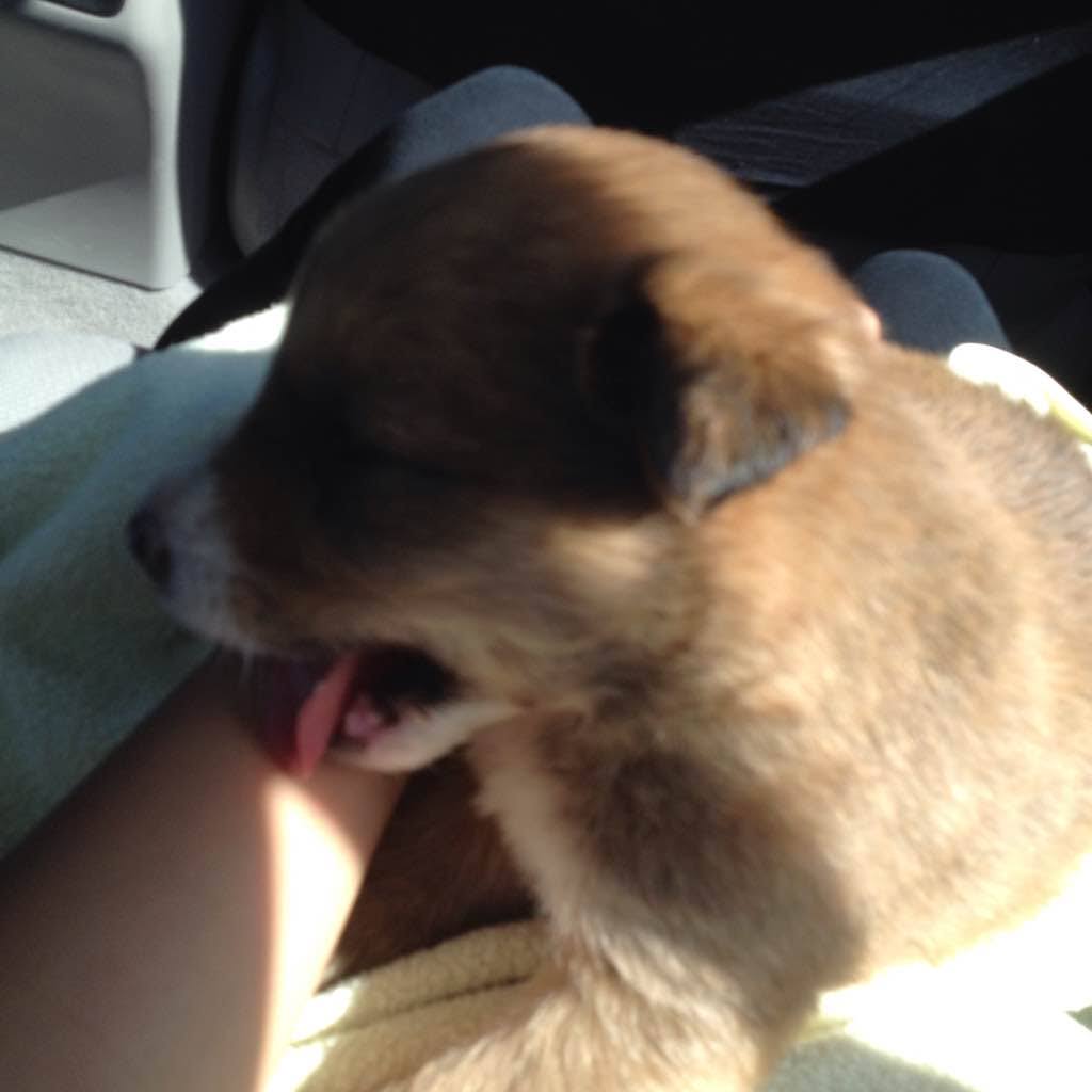 Puppy Boba sitting on my lap in the car.